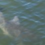 Dolphins